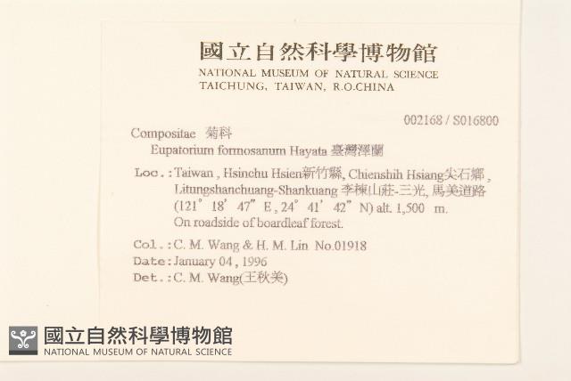 臺灣澤蘭藏品圖，第2張