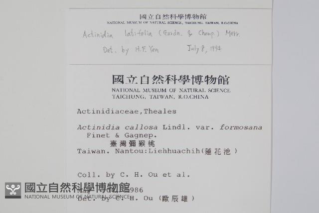 闊葉獼猴桃藏品圖，第2張