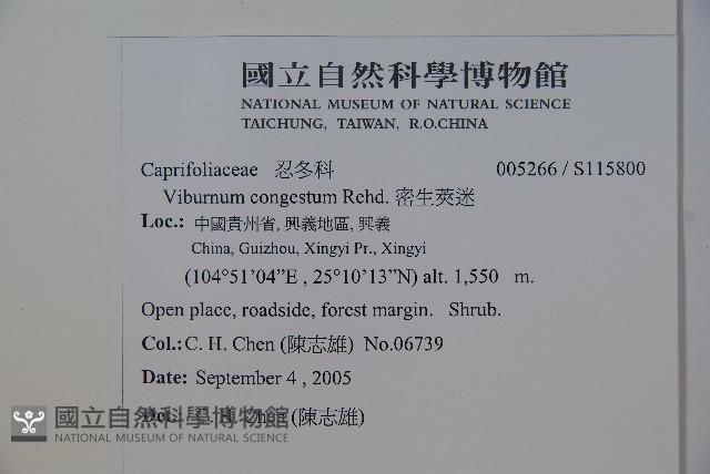 密生莢迷藏品圖，第2張