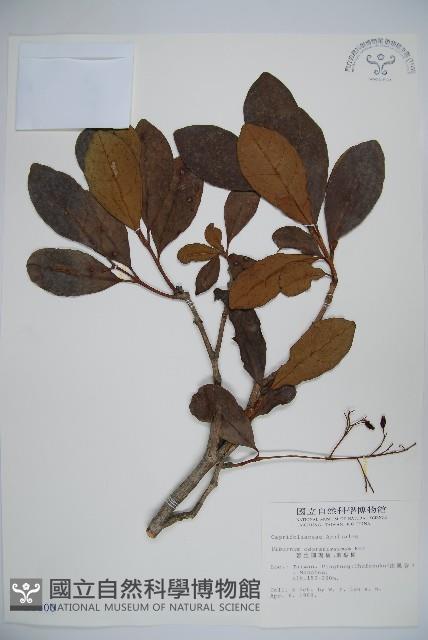 Sweet Viburnum Collection Image, Figure 1, Total 2 Figures