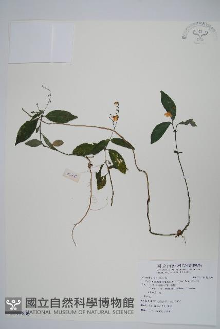 針刺草藏品圖，第1張