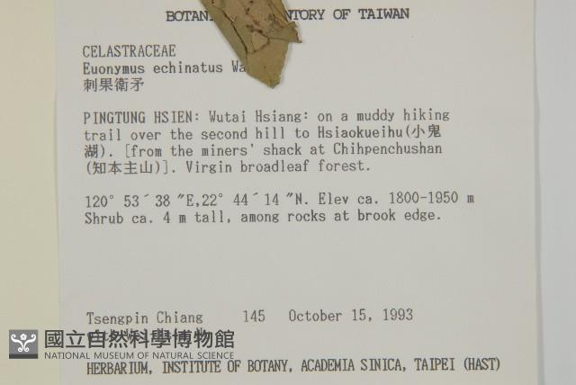 刺果衛矛藏品圖，第2張