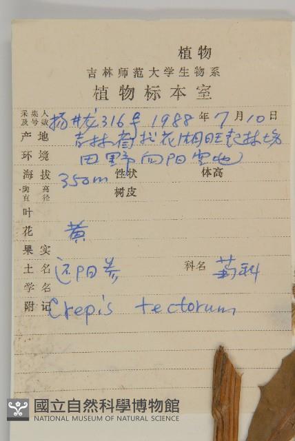 還陽參藏品圖，第2張