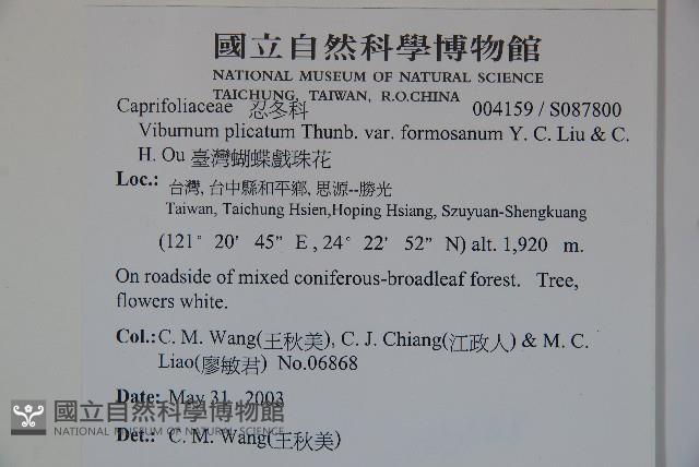 臺灣蝴蝶戲珠花、臺灣蝴蝶花藏品圖，第2張