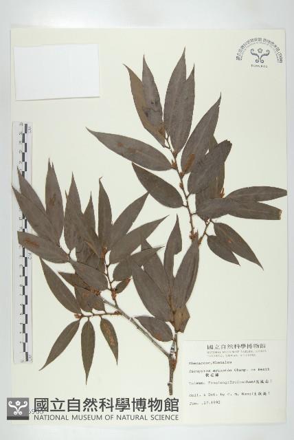 軟毛柿藏品圖，第1張