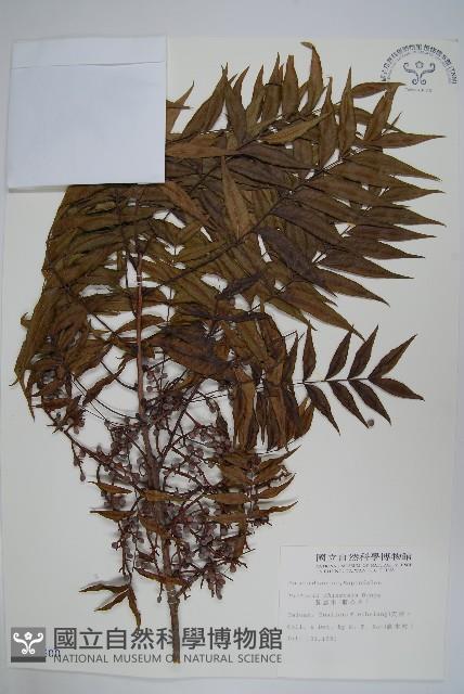 黃連木、爛心木藏品圖，第1張