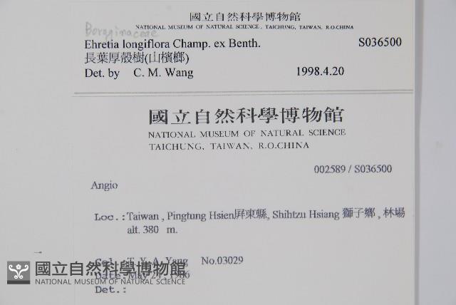 Long-flowered ehretia Collection Image, Figure 2, Total 2 Figures