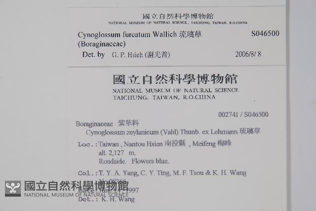 琉璃草藏品圖，第2張