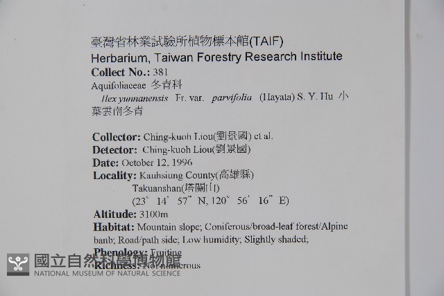 雲南冬青藏品圖，第2張