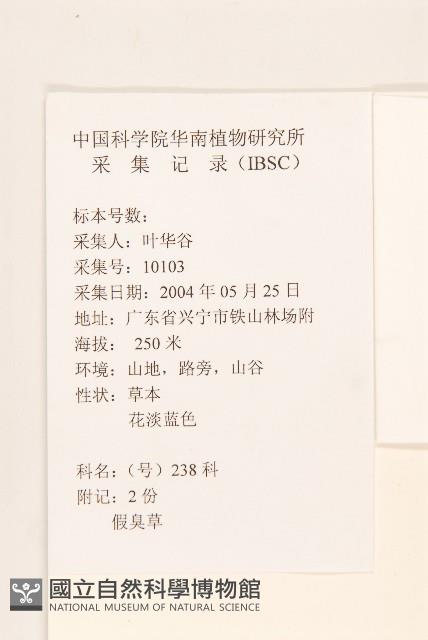 貓腥草藏品圖，第2張