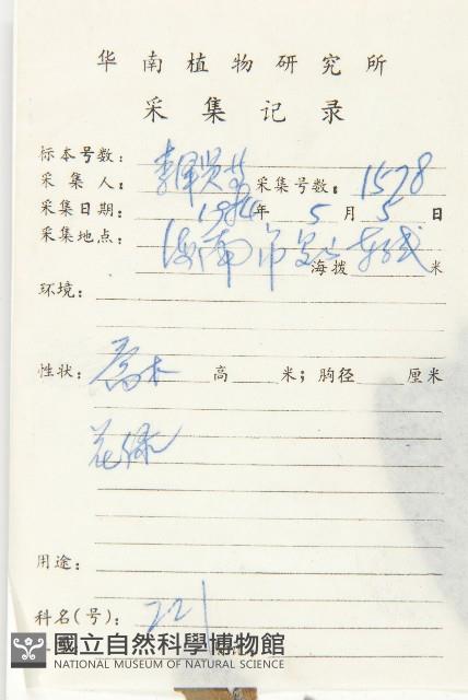 牛筋樹藏品圖，第2張