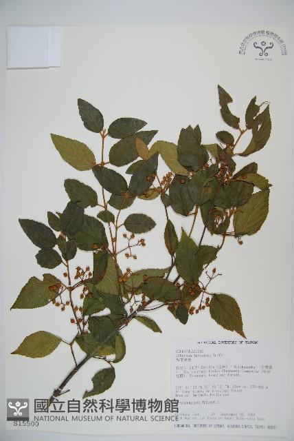 呂宋莢迷藏品圖，第1張