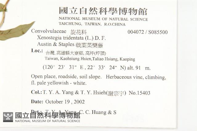 戟葉菜欒藤藏品圖，第5張