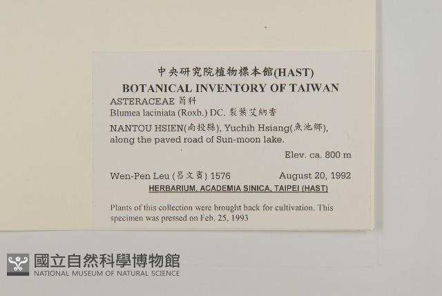 裂葉艾納香藏品圖，第2張