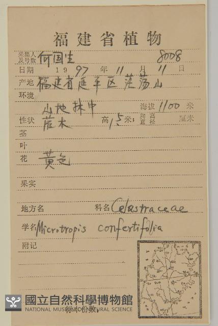 團花假衛矛藏品圖，第2張