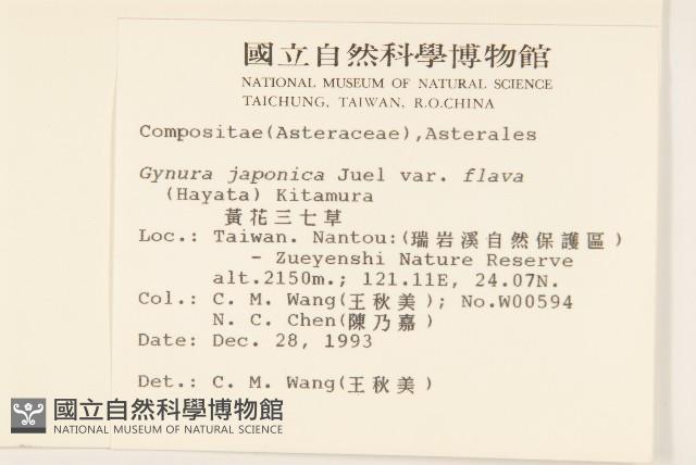 黃花三七草藏品圖，第2張