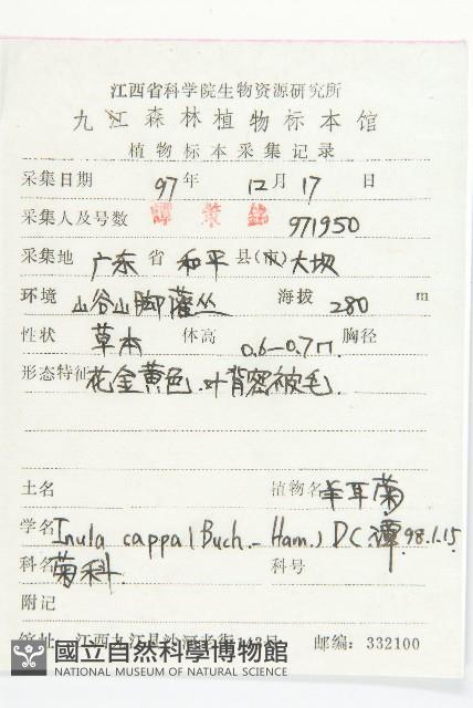 羊耳菊藏品圖，第2張