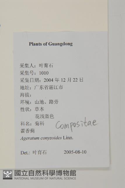 霍香薊藏品圖，第2張