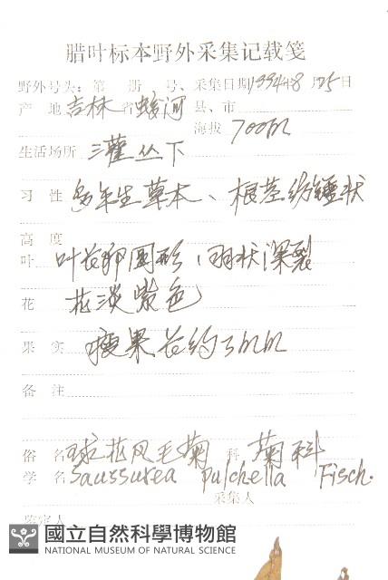 球花鳳毛菊藏品圖，第2張