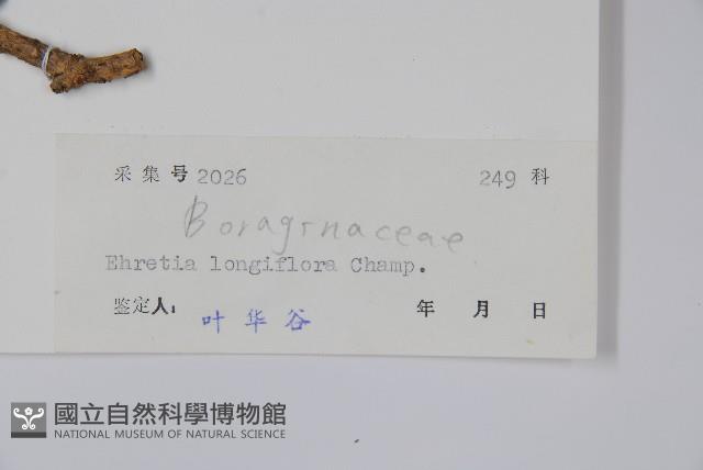 長花厚殼樹藏品圖，第2張