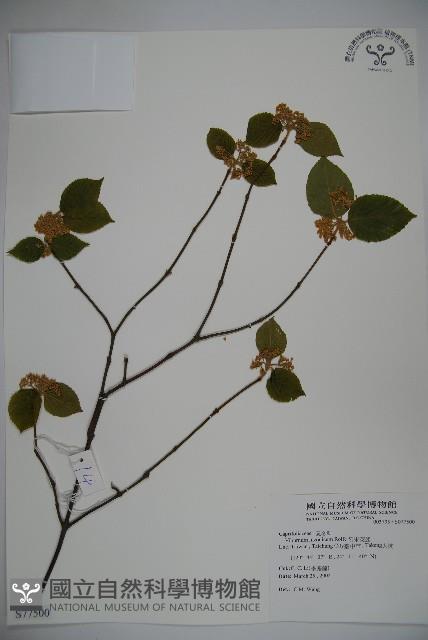 呂宋莢迷藏品圖，第1張