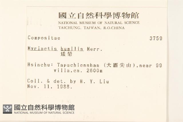 矮菊藏品圖，第2張