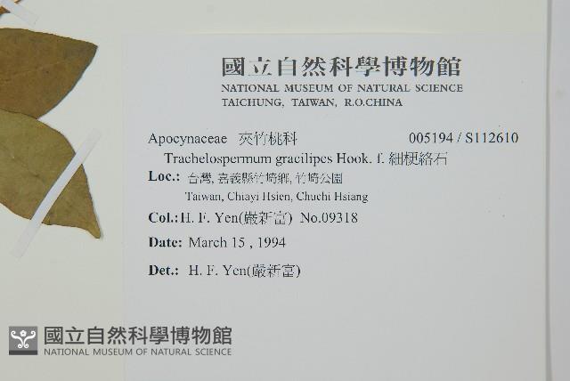 細梗絡石藏品圖，第2張