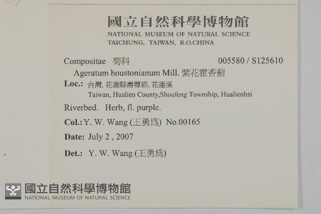 紫花霍香薊藏品圖，第2張