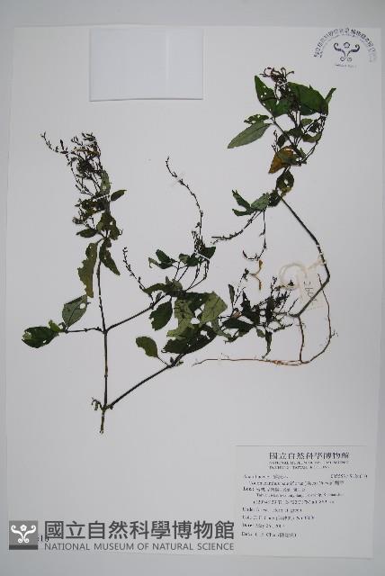 針刺草藏品圖，第1張