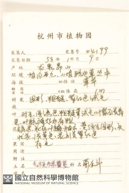 毛梗豨薟藏品圖，第2張