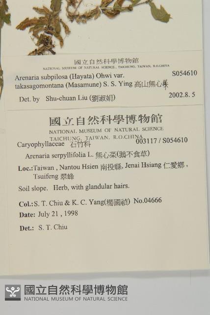 高山無心菜藏品圖，第2張