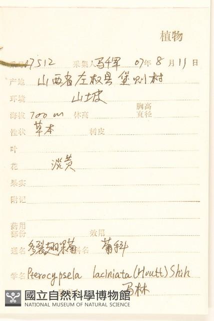 多裂翅果菊藏品圖，第2張