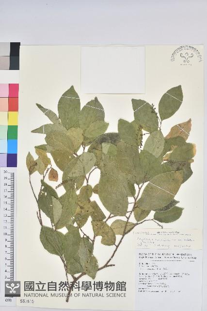 枯里珍藏品圖，第1張