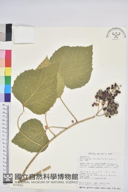 蟲屎藏品圖，第1張