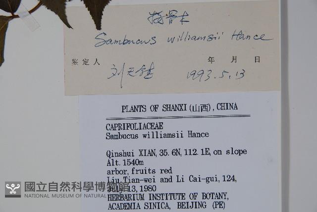 接骨木，木蒴藋藏品圖，第2張