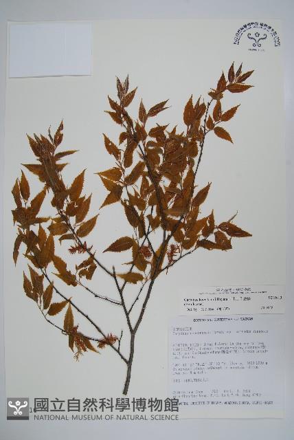 阿里山千金榆藏品圖，第1張