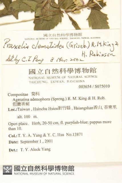 貓腥草藏品圖，第2張