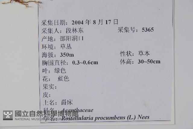 爵床、六角英藏品圖，第2張