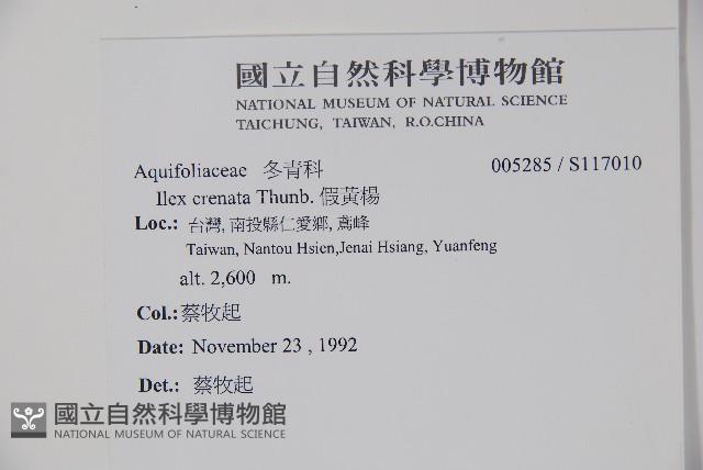 假黃楊藏品圖，第2張