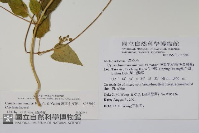 薄葉牛皮消藏品圖，第2張