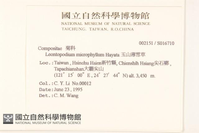 玉山薄雪草藏品圖，第2張