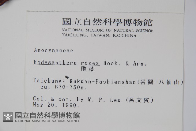 酸藤藏品圖，第2張