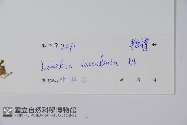 卵葉半邊蓮藏品圖，第2張