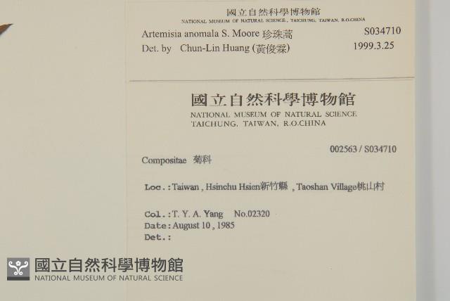 珍珠蒿、奇蒿藏品圖，第2張