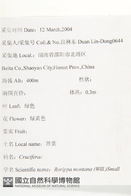 無瓣蔊菜藏品圖，第2張