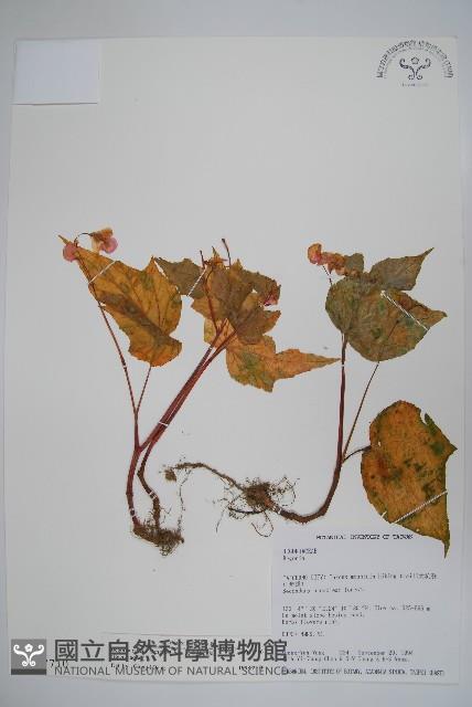 岩生秋海棠藏品圖，第1張