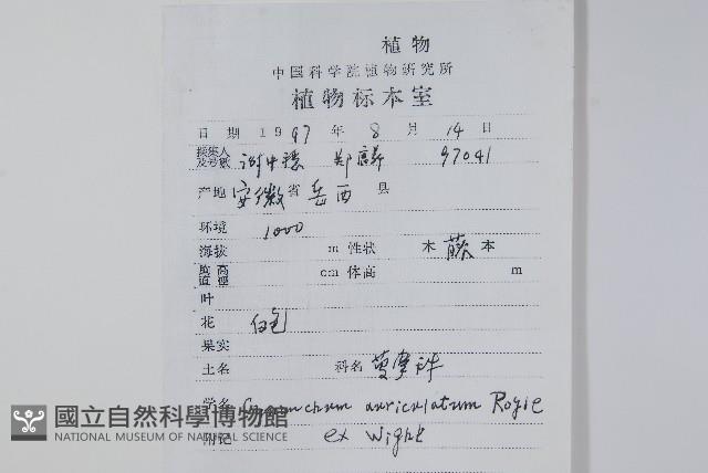 牛皮消藏品圖，第2張