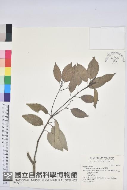 圓果青剛櫟藏品圖，第1張