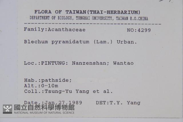 賽山藍藏品圖，第2張