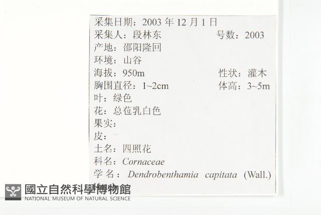 頭狀四照花藏品圖，第2張